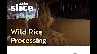 Processing Wild Rice [upl. by Oriana]