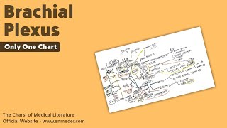 Brachial Plexus  3  Only One Chart  The Charsi of Medical Literature [upl. by Lalla]