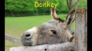 Donkey with sound effects  Farm animal sounds [upl. by Allerie]