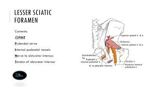 Lesser Sciatic Foramen [upl. by Yr]