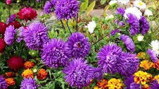 How to Grow Asters from Seed [upl. by Weinrich440]