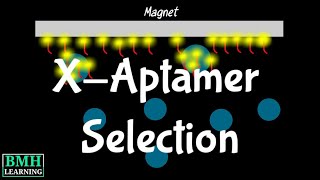 XAptamer Selection Process  Bead Based Selection Of XAptamers  SELEX Selection Alternative [upl. by Etsirk394]