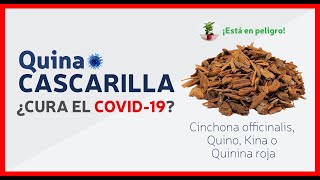 La Cascarilla 🌳 el árbol milagroso símbolo de Ecuador  Quina  Quinina  Cinchona Officinalis [upl. by Valda]