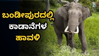 Bandipur Is a Scourge of Jungle Elephant ಬಂಡೀಪುರದಲ್ಲಿ ಕಾಡಾನೆಗಳ ಹಾವಳಿ  Karnataka News  Forest News [upl. by Coleville]