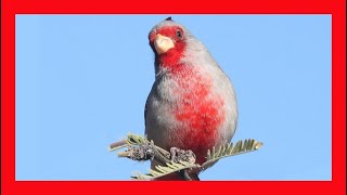 Pyrrhuloxia Song Pyrrhuloxia Call Pyrrhuloxia Sound Pyrrhuloxia Singing [upl. by Havelock]