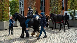 Smithfield Horse Fair Dublin  April 2024 [upl. by Eskill574]