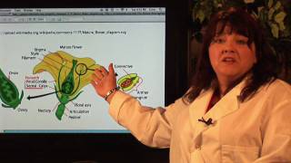 DNA Structure amp Testing  Combining Plant DNA [upl. by Livi]