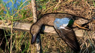 Hunting After A Hurricane  2024 LOUISIANA Teal Season Opener [upl. by Yaral]