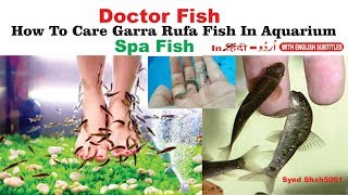 GARRARUFA Fish Doctor FISH SPA fish care how to care GARRARUFA Fish [upl. by Basia]