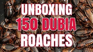 UNBOXING 150 Dubia Roaches [upl. by Kalil531]