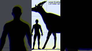 Así eran los grandes Sivatherium giganteum🦌😮 youtubeshorts curiosidadesshorst sabiasesto datos [upl. by Tybald82]