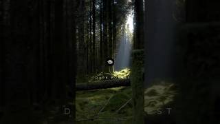 Dark Forest  Cinematic Nature video darkforest naturevideo darksouls2 [upl. by Etnaled890]