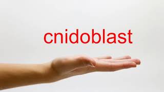 How to Pronounce cnidoblast  American English [upl. by Claiborne]