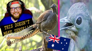 American Reacts to The Lyrebird  Mimics Anything  Australia [upl. by Frans]