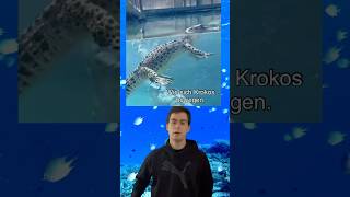 Krokodil im Wasser 🐊 [upl. by Mccoy]