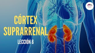 6 CÓRTEX SUPRARRENAL FISIOLOGÍA DEL SISTEMA ENDOCRINO [upl. by Ostraw]