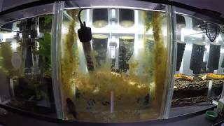 Common Bristlenose Catfish Clean Up in Action  Time Lapse [upl. by Alet]