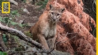 ¡Aterradora experiencia Dos senderistas se encuentran con un PUMA por sorpresa  NatGeo [upl. by Morty]