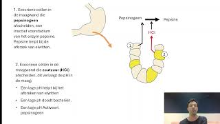 Spijsvertering 2 Mond slokdarm maag [upl. by Legnaleugim]