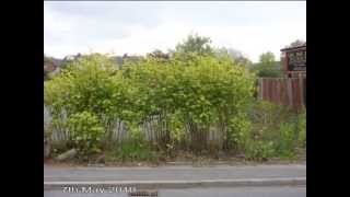 IVMs Japanese Knotweed Rapid Growth Video 2 [upl. by Areip406]