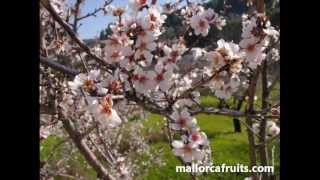 Mallorca Fruits almendros en flor [upl. by Gentille]