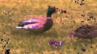 vidéoclip officiel des canards [upl. by Donaugh402]