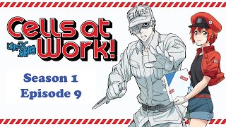 Cells at Work S1 Ep 9 Disguised Bacteria Invasion [upl. by Belvia261]