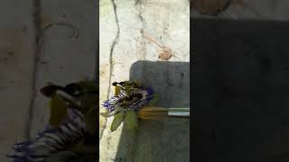 Hand pollination passiflora quadrangularisgiant granadilla Maracuja South italy [upl. by Renault402]