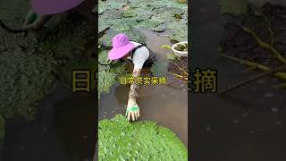 Picking Water Caltrops in Action🌿🤩 Agriculture Food [upl. by Airyk]