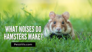 What Noises Do Hamsters Make [upl. by Ennairda]