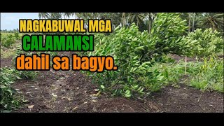 Calamansian sa bicol nagkabuwalan [upl. by Materse]