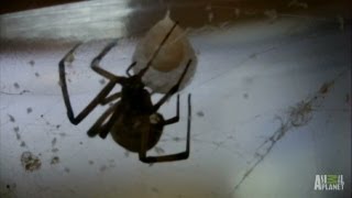 Brown Widow Spiders Invade  Infested [upl. by Otirecul556]