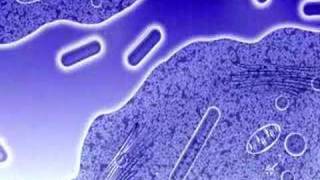 Legionella  Listeria and Mycobacterium haciendo lo suyo [upl. by Skiest310]