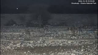 Small herd of Burchells Zebras visit the waterhole at night [upl. by Aicella]