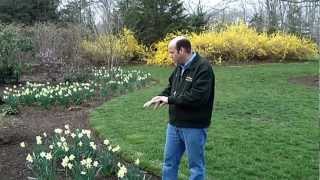 How to Naturalize with Daffodils  Planting Daffodils [upl. by Hartill]