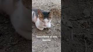 Si amas a los gatos este video es para ti viralshorts cat viralvideo [upl. by Aleedis]