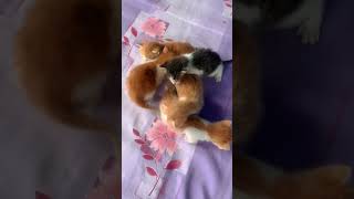 5 cat babys baby cat kitten catlover cutecat pets animals [upl. by Cini234]