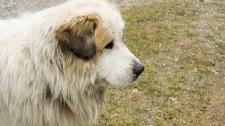 Pyrenean Mastiff Mastín del Pirineo [upl. by Ahsiral]