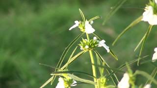 Lucas aspera medicinal herb [upl. by Stav]