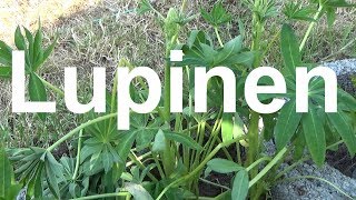 Lupinen pflege gießen düngen Standort vermehren überwintern schneiden Lupine Lupinus Wolfsbohne [upl. by Analaf]