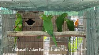 White Eyed Conures Available [upl. by Alamat]