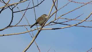 Bewick’s Wren Singing 9Feb2024 [upl. by Pantin]