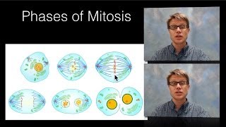 Phases of Mitosis [upl. by Eceryt646]