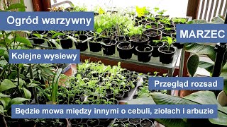 Wysiew ziół  bazylia majeranek melisa stewia Uprawa cebuli i arbuza [upl. by Banks917]