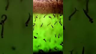 Mosquito Larvae in Water  4K  Larvae of Mosquito [upl. by Aja]