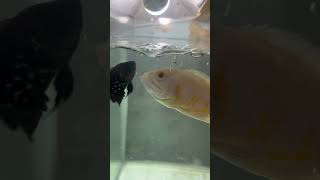 Oscar fish fighting for food viralvideo shortvideo [upl. by Reffotsirhc]