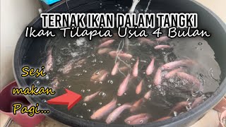 Ternak Ikan Dalam Tangki  Sesi Makan Pagi Ikan Tilapia Usia 4 Bulan  TV636 [upl. by Akfir]