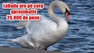 Lebăda are pe corp aproximativ 25000 de pene The swan has approximately 25000 feathers on its body [upl. by Sldney]