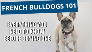 French Bulldog 101 Everything you need to know about this breed [upl. by Genisia436]