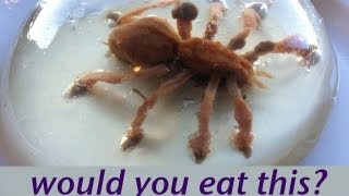 WOULD YOU EAT A SPIDER Food Art Jello Art HOW TO COOK THAT Ann Reardon [upl. by Bartram978]